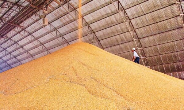 Exportações de soja do Brasil devem renovar recorde e atingir 115 milh