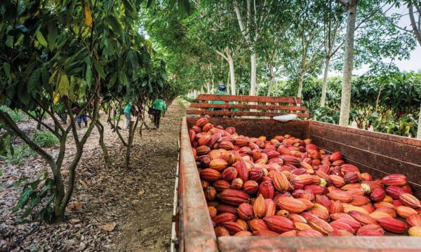 Chocolate mais caro? Por que a produção de cacau corre risco em 2026/27