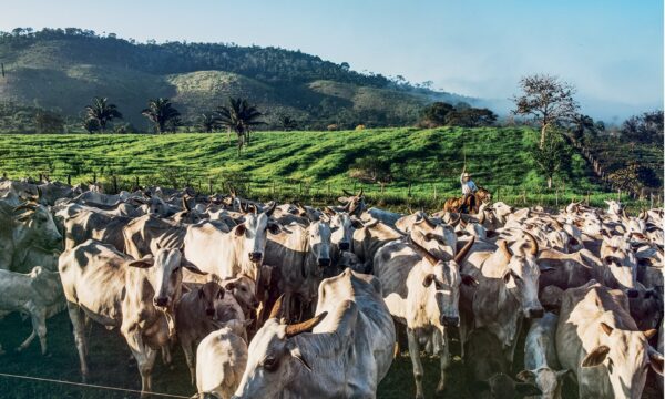 EUA, China e Europa cercam a carne brasileira — e exportações podem ca