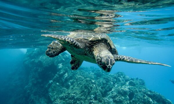 O que as Ilhas Galápagos podem revelar sobre o futuro dos oceanos