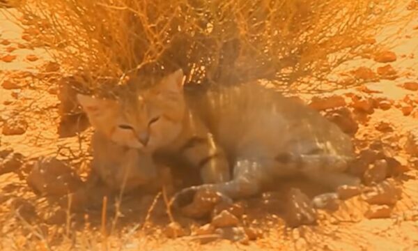 ‘Fantasma do deserto’: vídeo no YouTube leva à descoberta de felino raro na Líbia