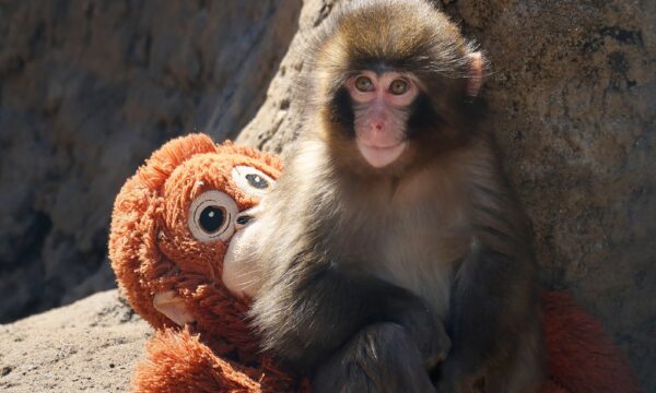 Lembra do macaco Punch? Filhote que viralizou completa 1 ano; veja como ele está hoje