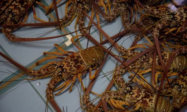 Taxada nos EUA, a lagosta do Ceará busca novo destino na América do Norte