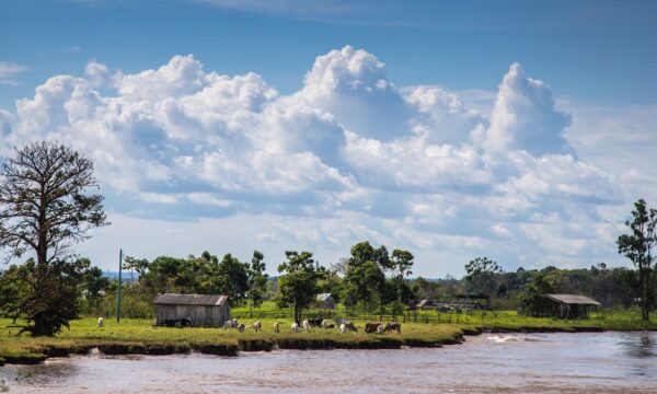 Desmatamento cai na Amazônia e 588 áreas protegidas ficam intactas no