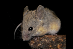 Rato encontrado a quase 7 mil metros de altitude desafia os limites da