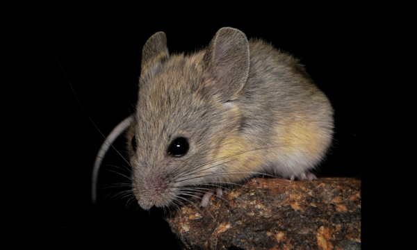 Rato encontrado a quase 7 mil metros de altitude desafia os limites da