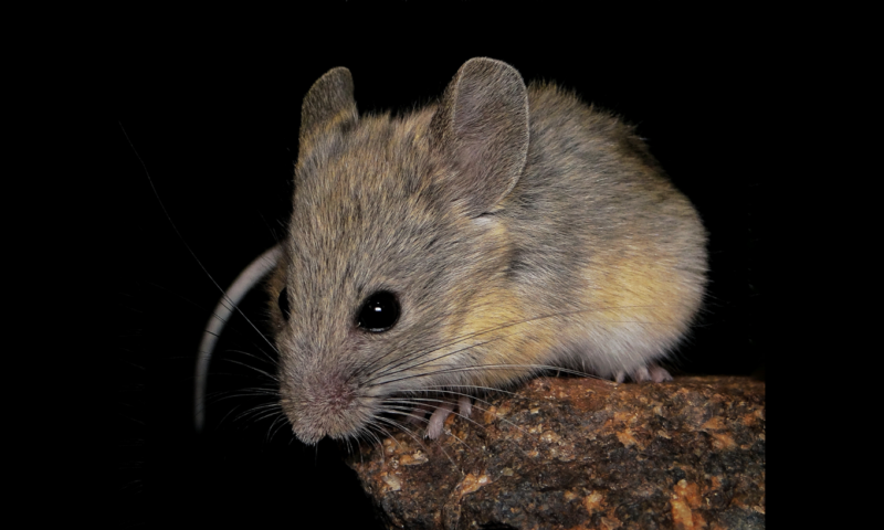 Rato encontrado a quase 7 mil metros de altitude desafia os limites da