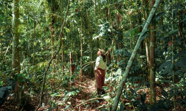 No arco do desmatamento, floresta da Vivo sai do papel um ano após o a