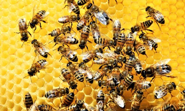 A invasão das vespas que está ‘aterrorizando’ as abelhas americanas