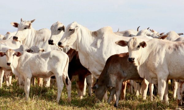 Boi: lucro no confinamento supera R$ 1 mil por cabeça, afirma Ponta Agro