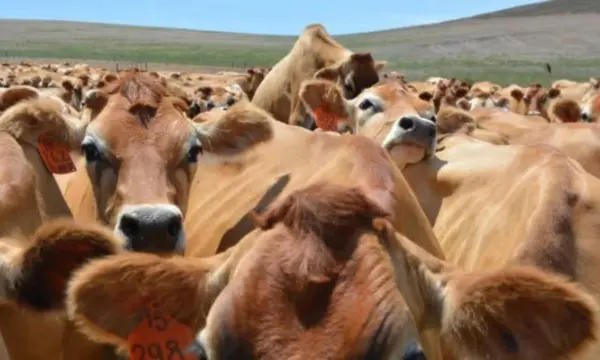 Carne bovina: resultado em receita e volume exportado é recorde no 1º