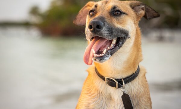 Dia do Vira-Lata: por que os cães sem raça definida são os mais populares do Brasil