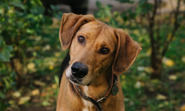Dia do Vira-Lata: afinal, o cachorro caramelo é brasileiro ou mexicano?
