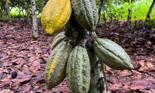 Cacau sobe com retomada de demanda e previsão de queda na produção