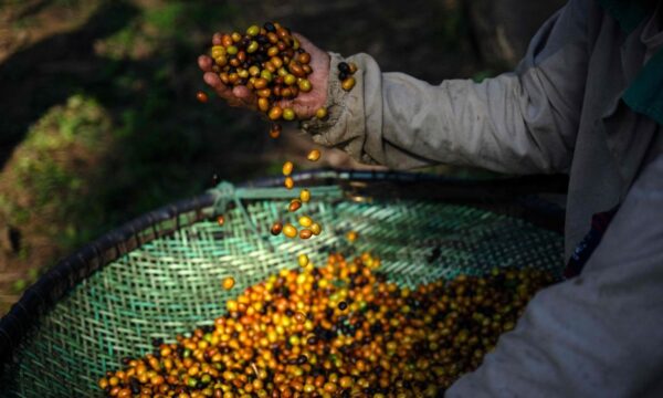 Tarifaço Trump: café, carnes e aviões escapam, enquanto madeira e açúcar terão tarifa de até 37,5%