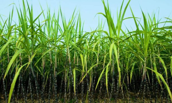 StoneX eleva projeção de moagem de cana do Centro-Sul, mas vê safra mais longa por chuvas do El Niño
