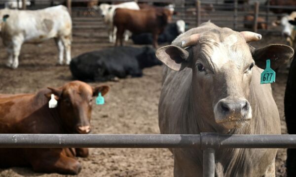 USDA reduz vendas de carne bovina para exportação em 90% em meio a dúvidas crescentes sobre os dados
