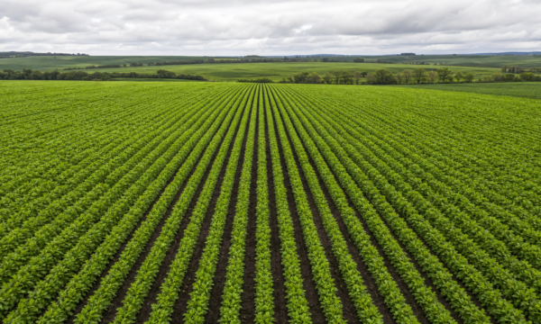 Conab registra vegetação acima da média histórica nas lavouras de inverno