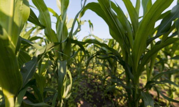 Milho e trigo: o estrago bilionário da onda de calor europeia na produ