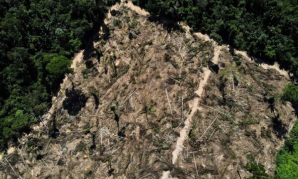 Cientistas da USP criam ‘impressão digital’ para rastrear madeira ilegal da Amazônia