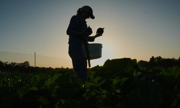 'Não existe mais ano normal': agricultores dos EUA mudam horários de colheita e protegem mudas para enfrentar calor extremo