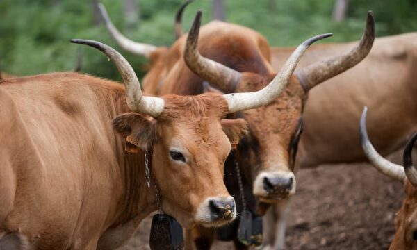 Após onda de incêndios, veja como uma raça de vaca quase esquecida ajuda a Espanha a reduzir queimadas