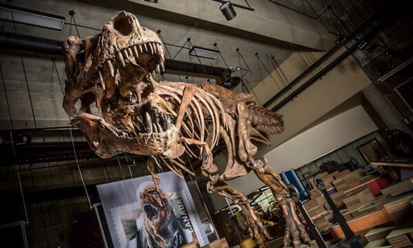 Fóssil registra os últimos instantes de um ataque de Tiranossauro Rex