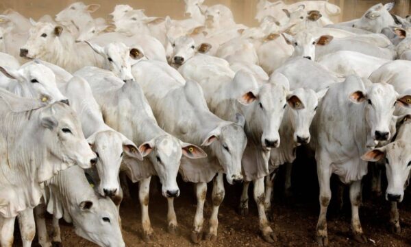 BEEF3, JBSS32 e MBRF3: JP Morgan reorganiza apostas para frigoríficos