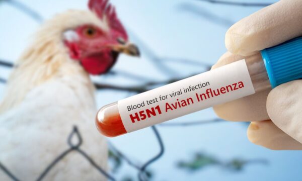 SP confirma primeiro caso de gripe aviária em ave silvestre em 2026