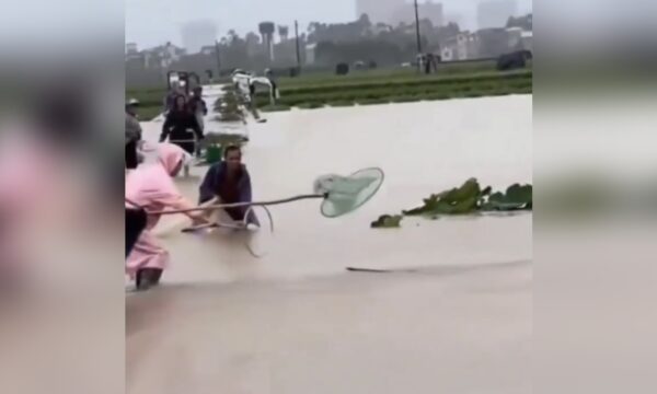 Cidade da China é inundada por cobras venenosas após enchente