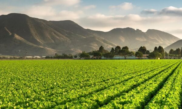 Cerca de 15% do crédito rural concedido entre 2019 e 2025 foi para áre