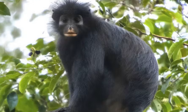 Nova espécie de macaco que faz som de sapo é descoberta no Congo