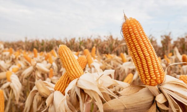 USDA reduz classificações de milho e soja dos EUA após clima quente e