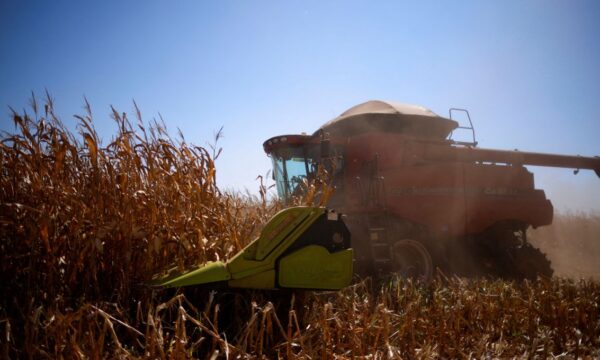 Conab passa a prever safra recorde de milho do Brasil em 25/26