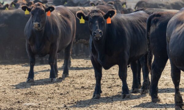 Antimicrobianos: culpa da União Europeia ou o Brasil não fez a lição de casa?