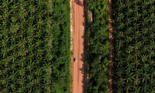 Brasil pode triplicar plantio de palma com foco em biocombustível em á