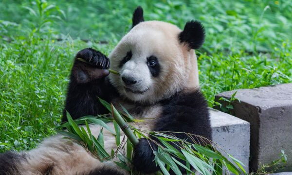 China aposta na planta que cresce mais rápido no mundo para conter des