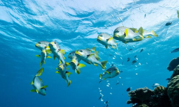 Barulho de lanchas e motos aquáticas afeta comunicação de peixes em recifes