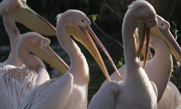 Centenas de pelicanos famintos sinalizam El Niño perigoso no Peru