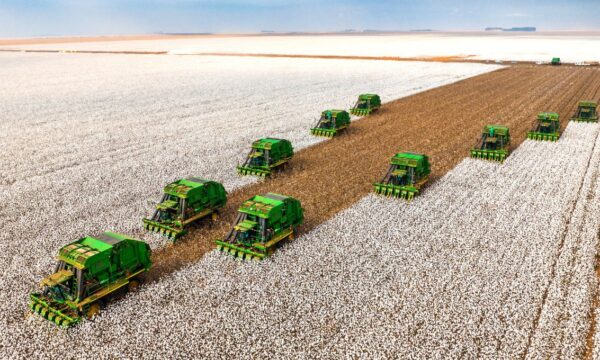 SLC Agrícola (SLCE3): Citi reduz preço-alvo pela segunda vez em menos