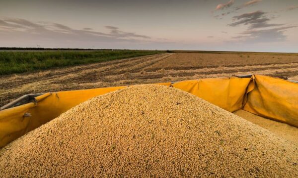 PIB do setor de soja e biodiesel deve avançar 6,87% em 2026, aponta Cepea