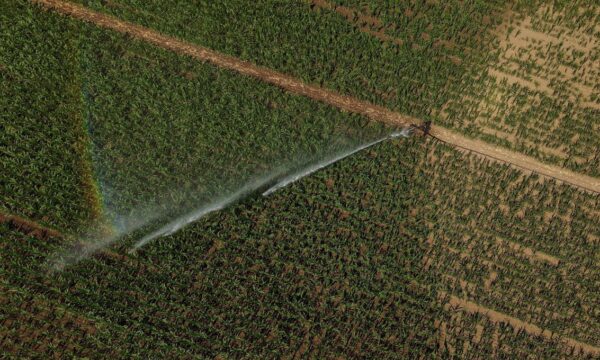 Trigo sobe com riscos da guerra na Ucrânia e perspectiva otimista do USDA sobre estoques globais
