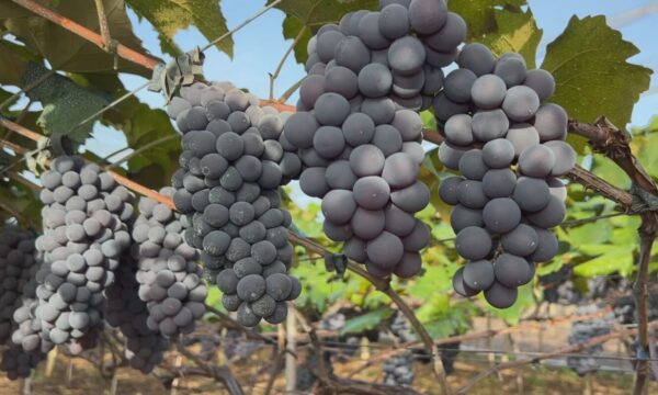'Safrinha' de uva ganha força com o frio e vira negócio lucrativo no interior de SP