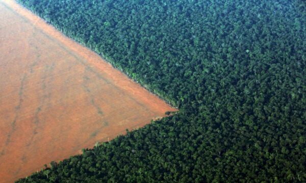 Brasil perde 14% de vegetação nativa em 40 anos e fica mais exposto ao
