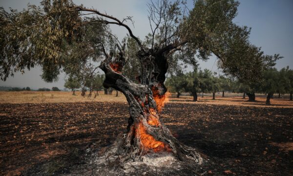 Após trégua nos preços, azeite volta a ser ameaçado por calor extremo e incêndios na Europa