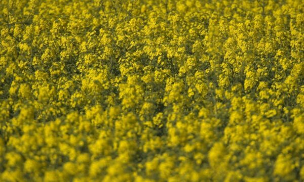 Do leite à batata: por que os agricultores estão colhendo de madrugada