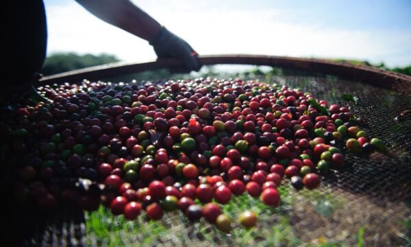 Safra de café arábica pode ter uma das piores qualidades dos últimos anos, alerta Cepea