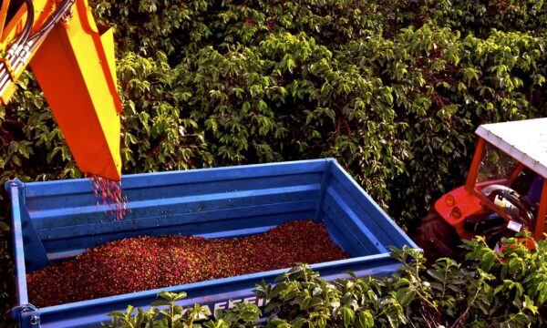O preço do café pode subir? El Niño ameaça safra recorde no Brasil