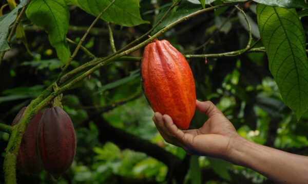 Ferrero chega a 97% de rastreabilidade de ingredientes e testa agricul