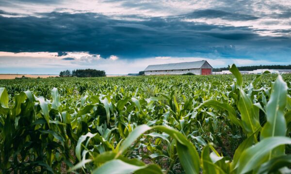 ‘O Brasil tem muito para mostrar de uma nova agricultura’, diz representante da FAO